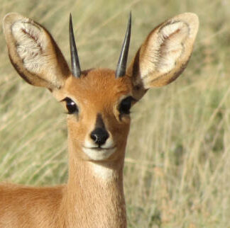 Steenbok Lam 3