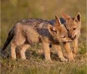 Jackal pup calling mom