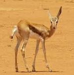 Springbok 2