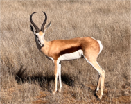 Springbok 1