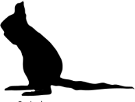 Springhaas Klein