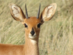 Steenbok 2