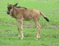 Wildebees Kalf